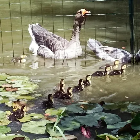 Maison D'hotes, Calme Et Piscine בית הארחה