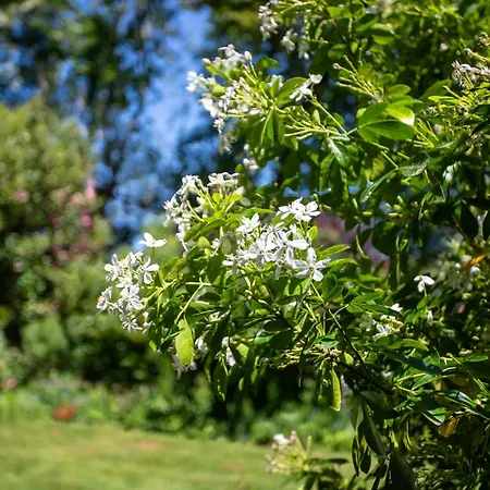 Maison D'hotes, Calme Et Piscine בית הארחה Habas